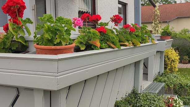 Une maison dotée d’un porche bordé de plantes et de fleurs en pot.