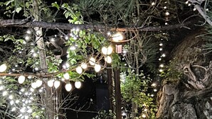 A pathway leading to a rustic wooden structure surrounded by dense foliage and string lights. - Granite Lake Chalet - waterfront Temagami/Hot Tub (Temagami)