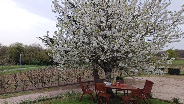 A table and chairs under a blooming tree in a vineyard setting. - Pleine Nature, Maison de Campagne à 10 min zoo Beauval Mareuil/cher (Mareuil-sur-Cher)