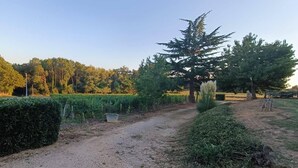 A rural landscape with a dirt path, dense hedges, and a variety of trees. - Pleine Nature, Maison de Campagne à 10 min zoo Beauval Mareuil/cher (Mareuil-sur-Cher)