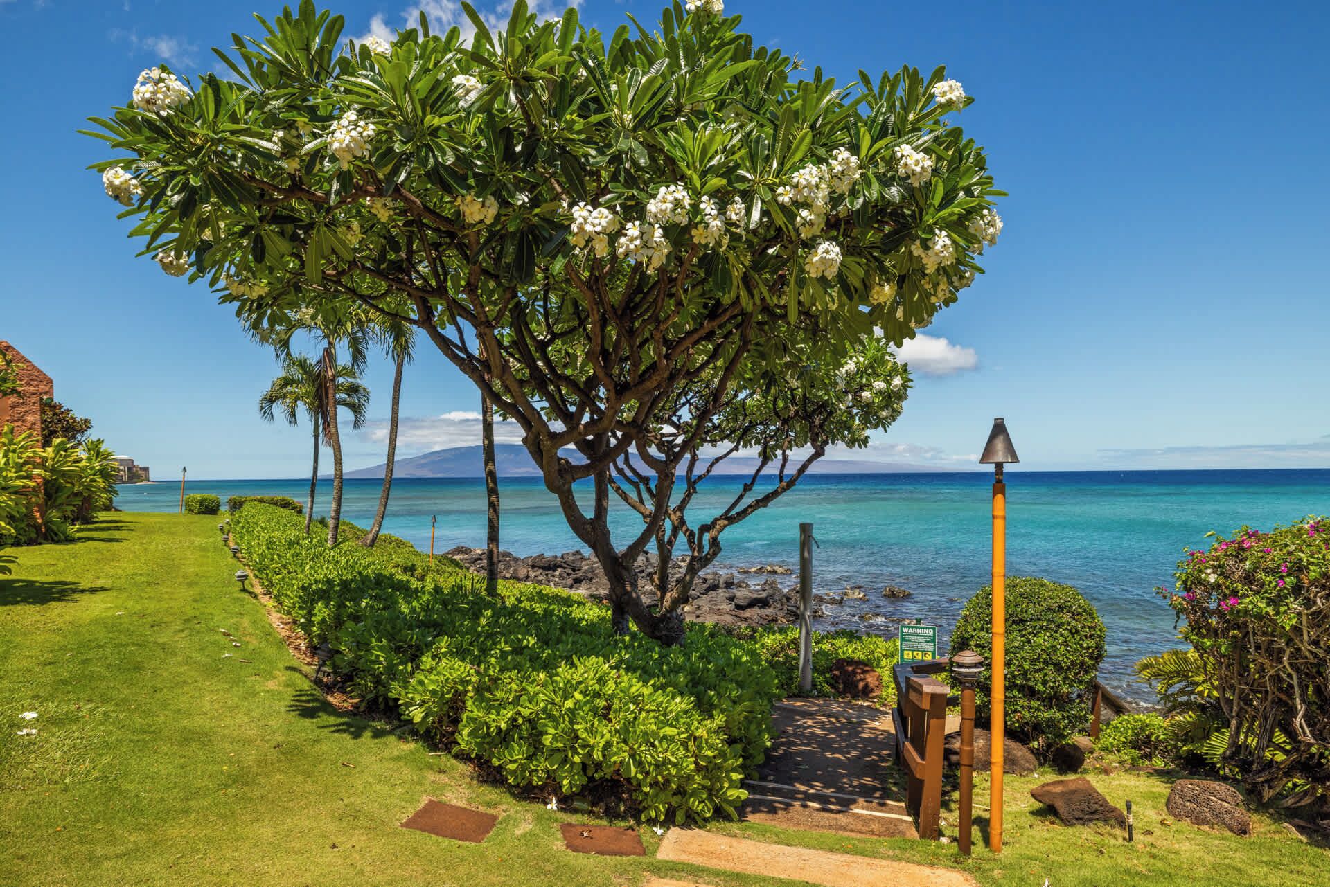 Gorgeous plumeria tree with Lanai in the background 