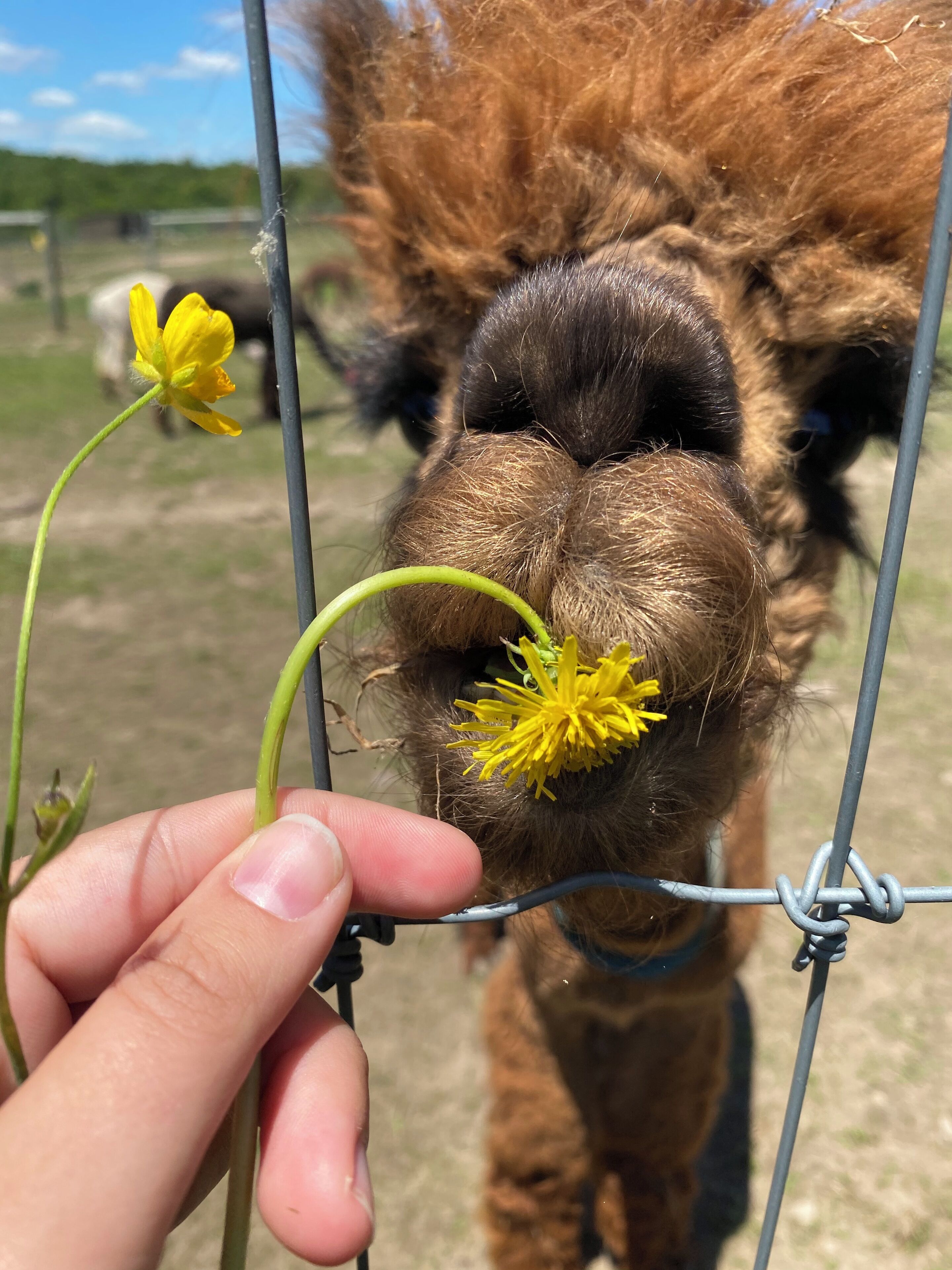 A close-up of a llama's nose with a flower being held in front of it.