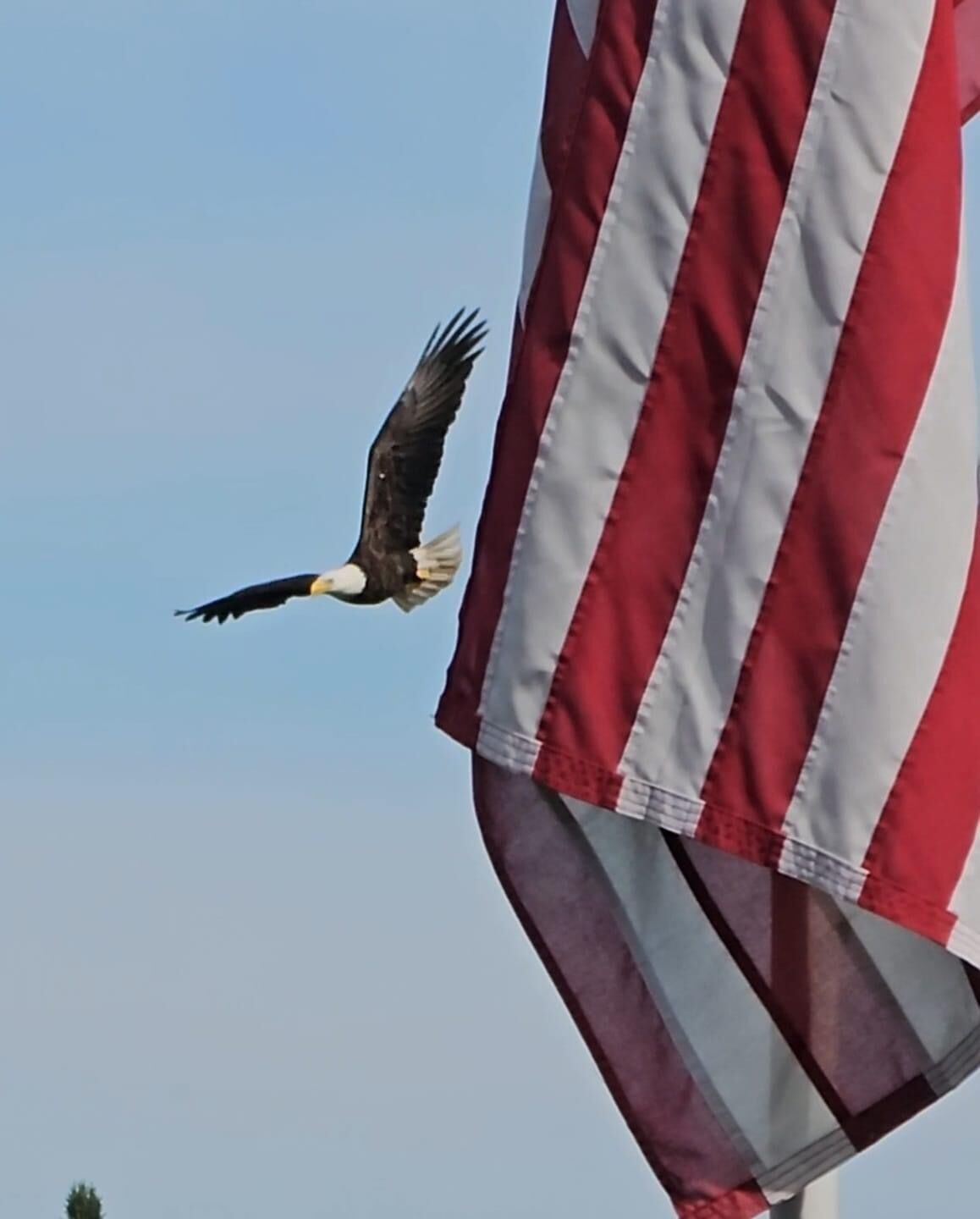Una àguila vola prop d'una bandera.