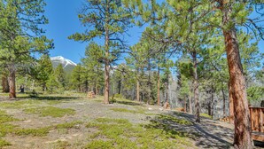 A forested area with pine trees and a mountain in the background. - 'mccall Creekside Cabin' Secluded Buena Vista Gem! (Buena Vista)