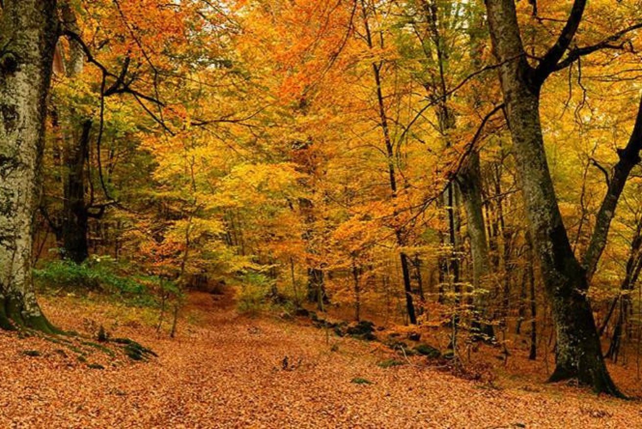 A forest path covered with fallen leaves.