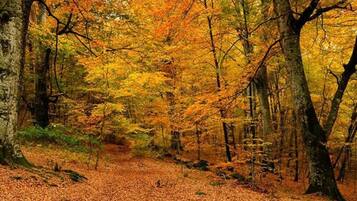 A forest path covered with fallen leaves.