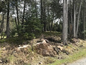 Un'area boschiva con un sentiero sterrato, circondata da alberi alti e terreno roccioso.