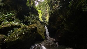 A natural waterfall in a forested area with moss-covered rocks and dense foliage. - Montés Samaná (San Carlos)
