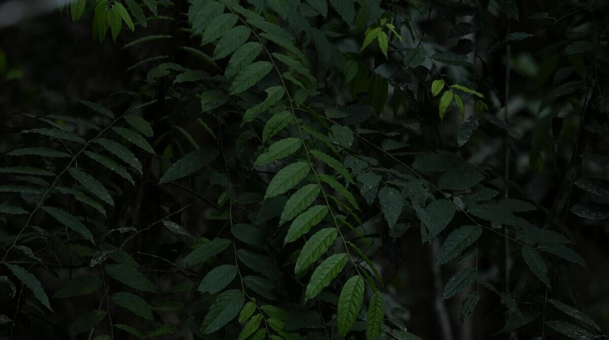 A dense foliage of green leaves, likely from a tree or shrub.