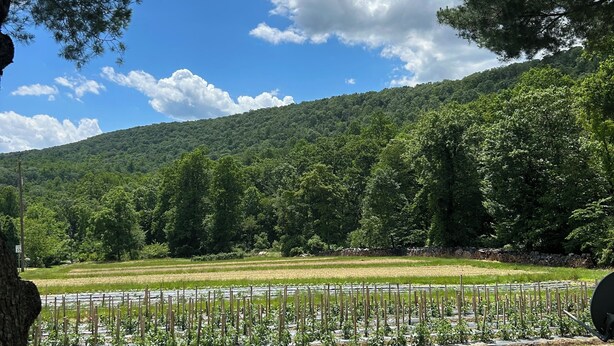 A rural landscape with a field of crops, a stone wall, and a hill with dense forest in the background. - Cozy and Clean Farmhouse in Mountains near Gettysburg. No extra cleaning fees! (Orrtanna)