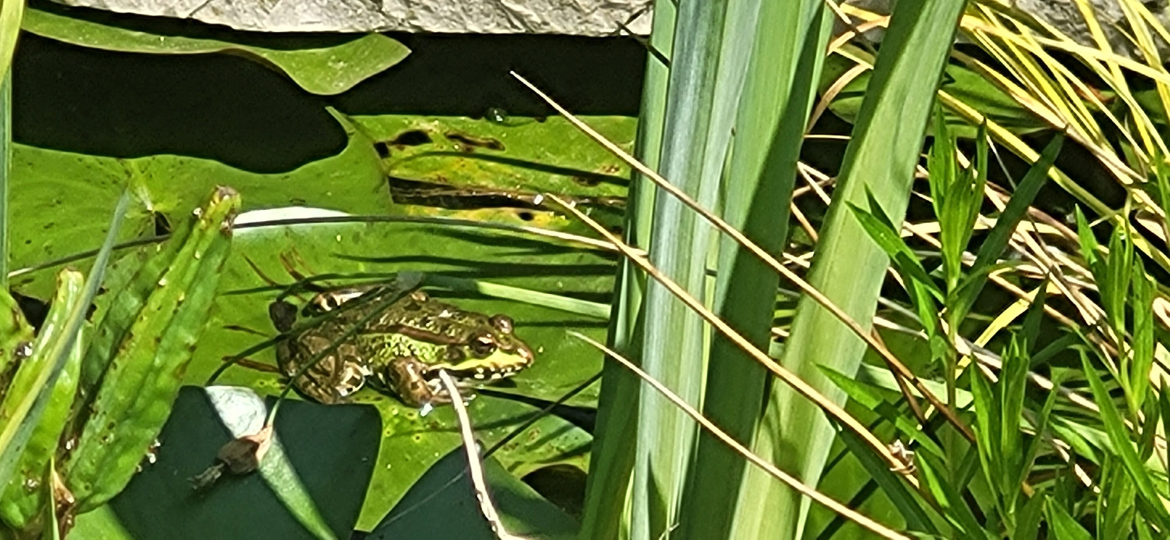 A frog on a lily pad in a pond surrounded by green foliage.
