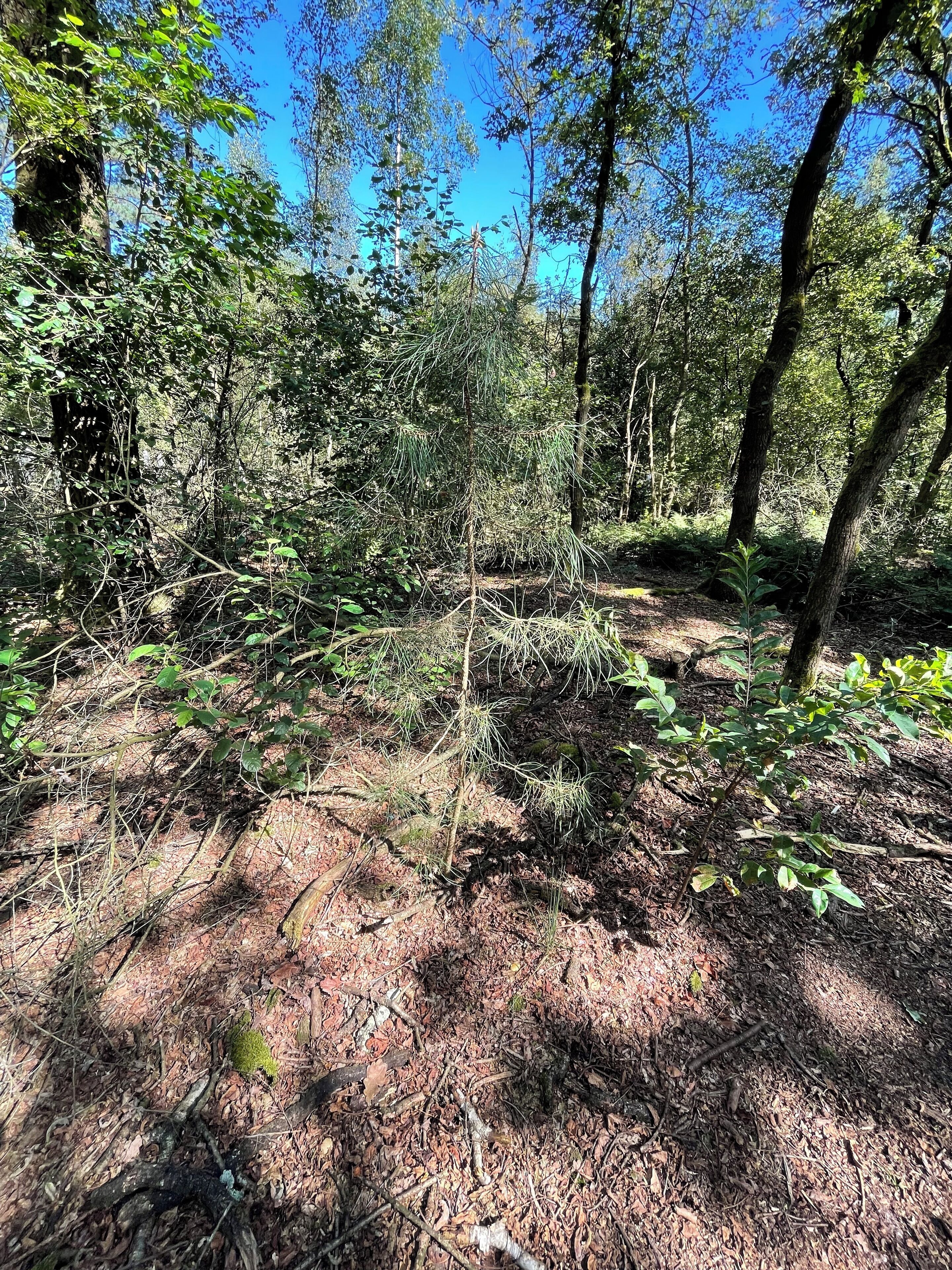 Un bosque denso con una variedad de árboles y sotobosque.