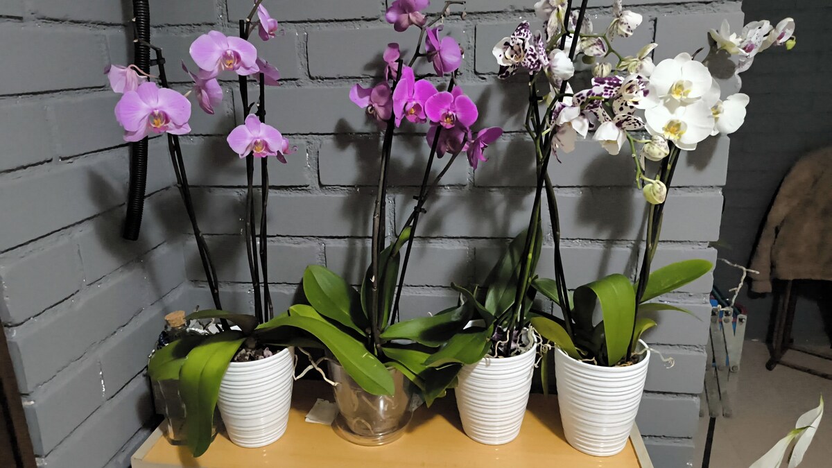 オーナーのプロフィール画像