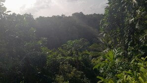 A dense forest with a variety of trees and foliage.