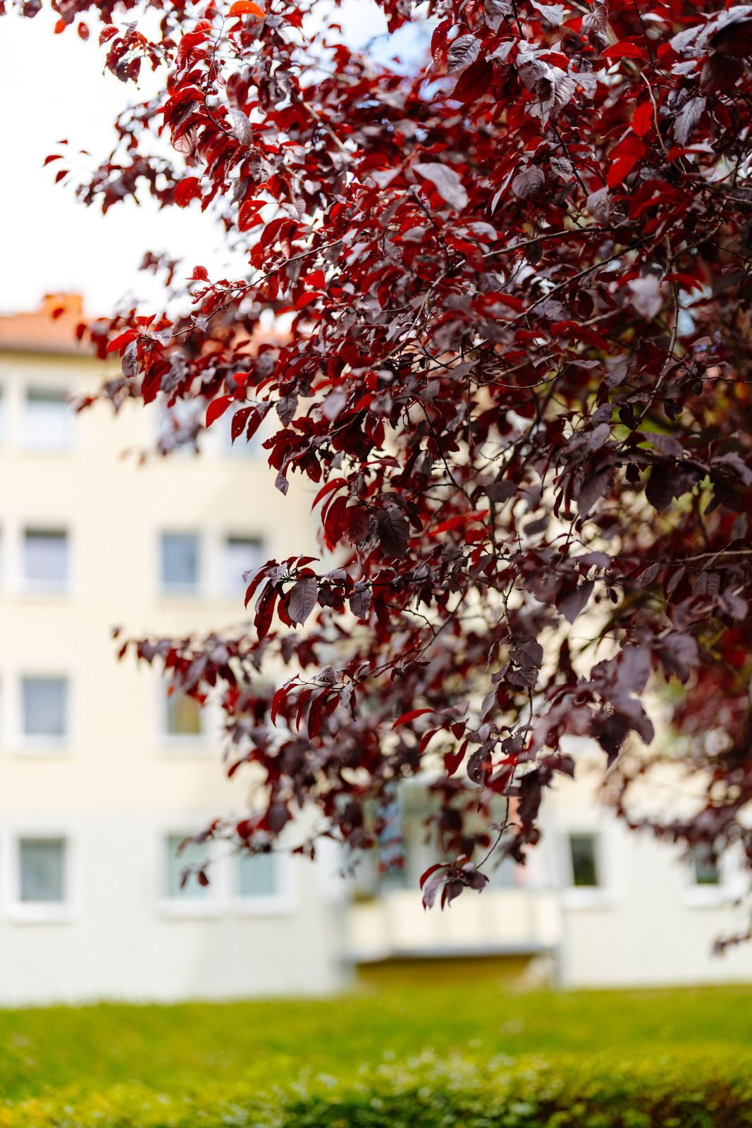 Ein Baum mit roten Blättern vor einem Gebäude.