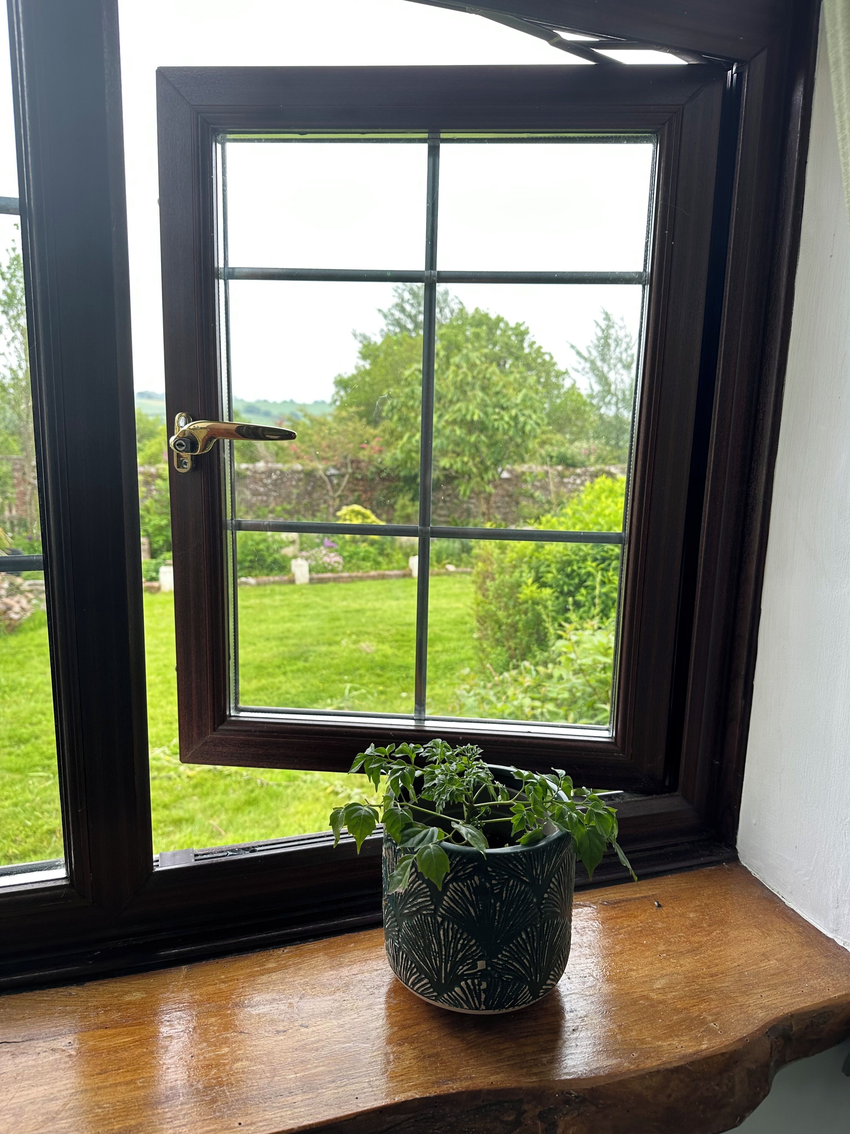 A window with a view of a green garden and a potted plant on the windowsill.