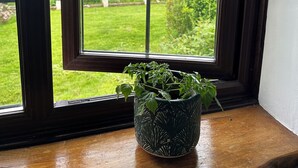 Une fenêtre donnant sur un jardin verdoyant, avec une plante en pot posée sur le rebord de la fenêtre.