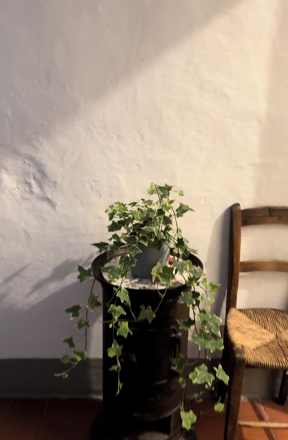 A potted plant with ivy leaves on a dark-colored stand against a plain wall.