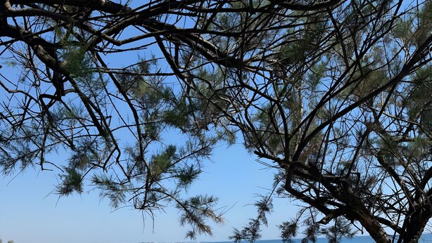 A beach with a tree, sandy area, and a distant view of the sea.