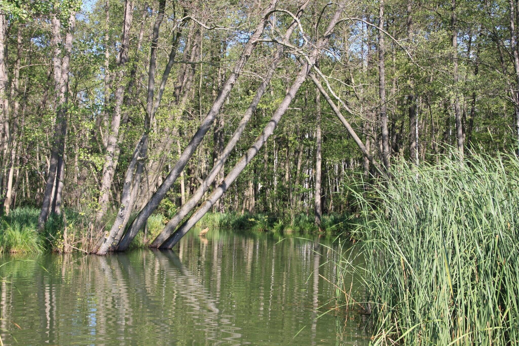 Luonnonmaisema, jossa on vesistö, puita ja kasvillisuutta.