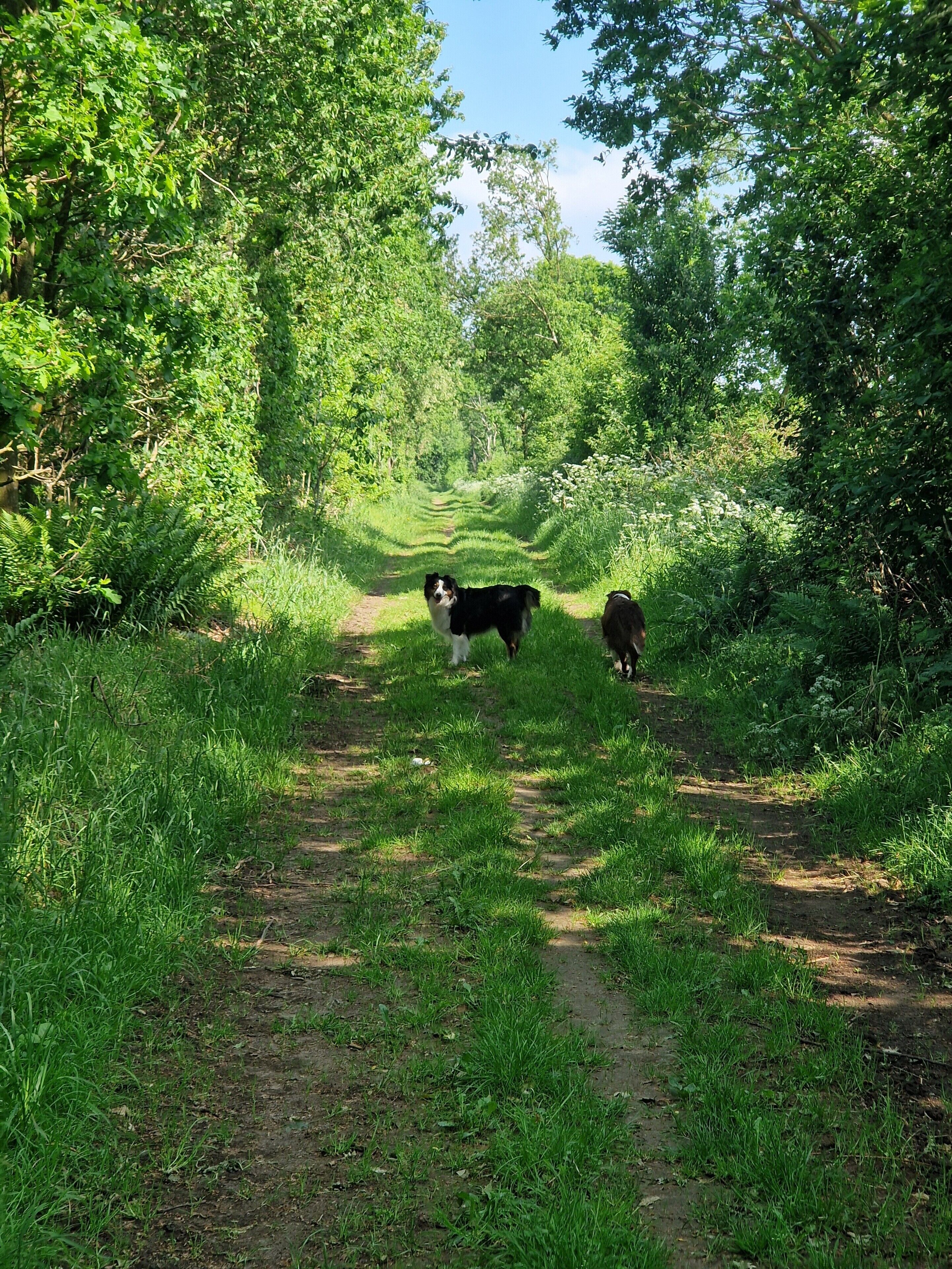 A dirt path surrounded by dense green foliage.