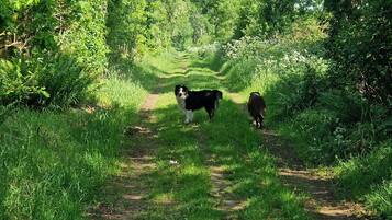 A dirt path surrounded by dense green foliage.
