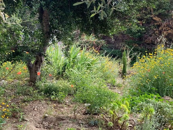 A natural outdoor area with various plants and trees.