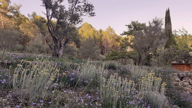 Un jardín con diversas plantas y árboles.