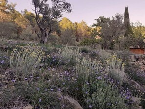 Um jardim com diversas plantas e árvores.