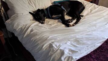 Smart TV, Netflix, streaming services