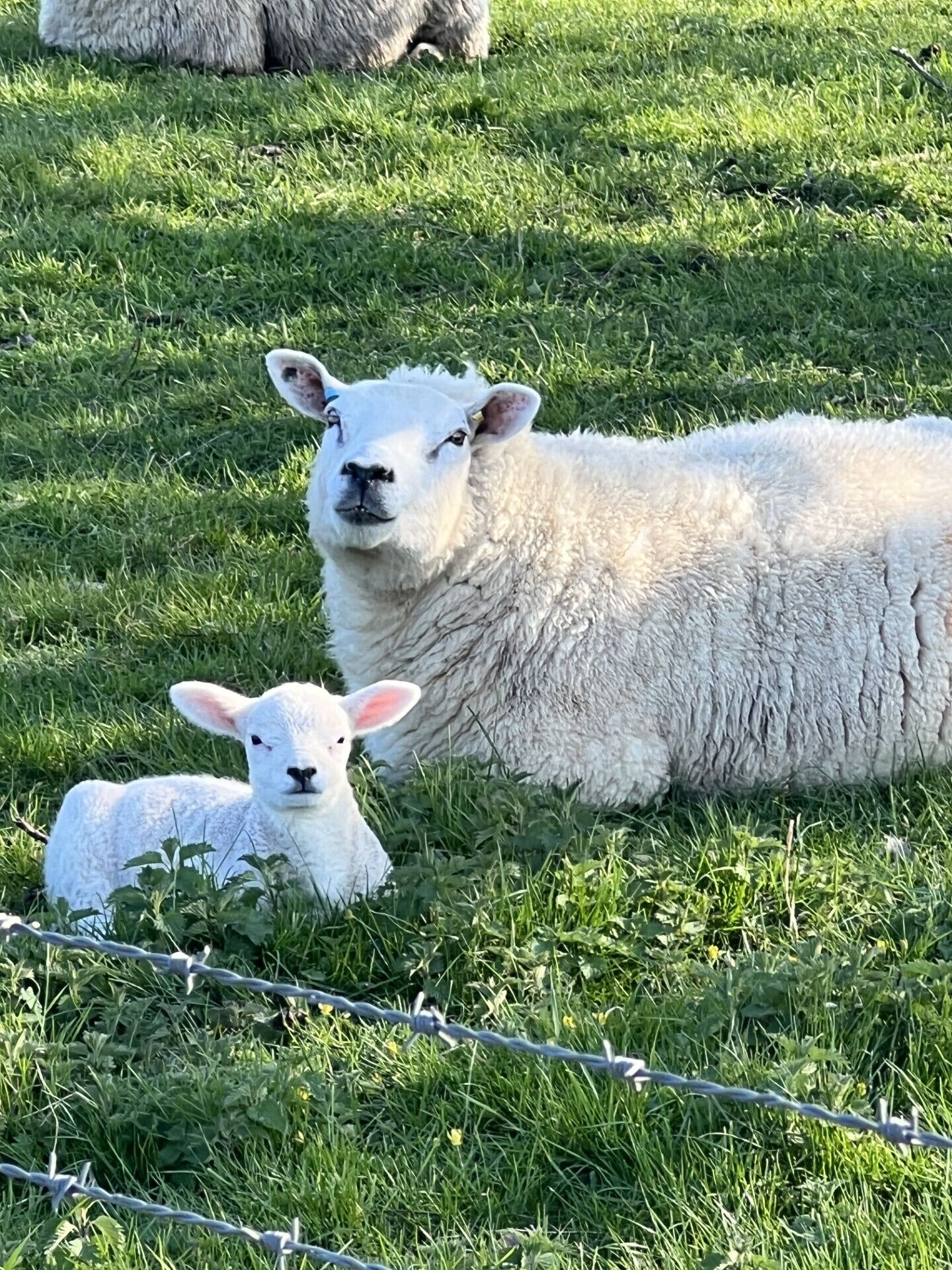 Eine Wiese mit einem Schaf und seinem Lamm.