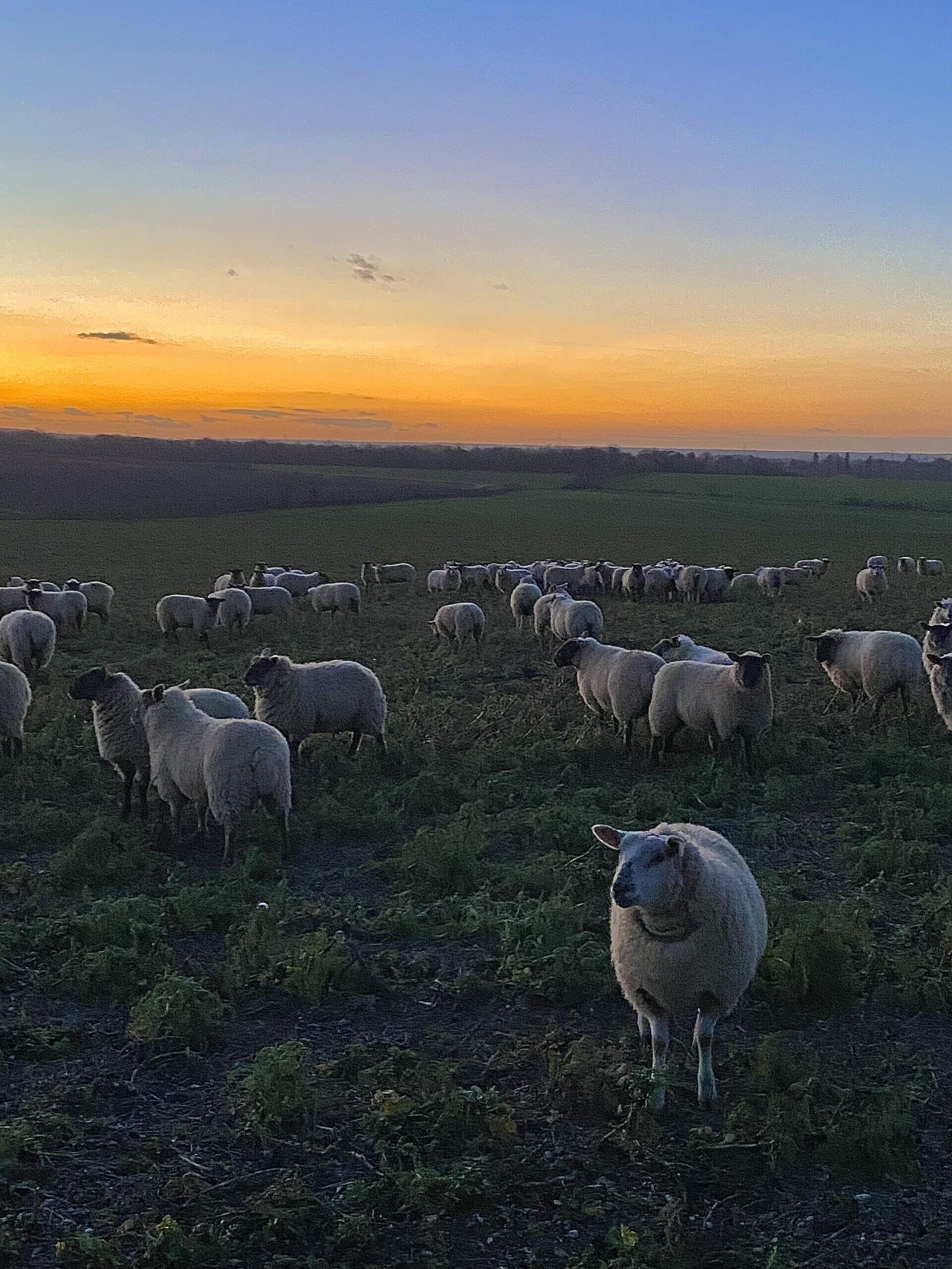 Een grote kudde schapen graast in een veld tijdens de zonsondergang.