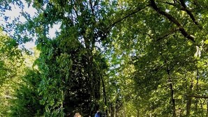 Un sentier de terre bordé d’arbres, sur lequel deux personnes montent à cheval.