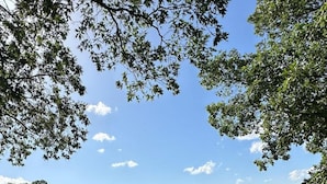 Un champ avec des arbres et un ciel dégagé.