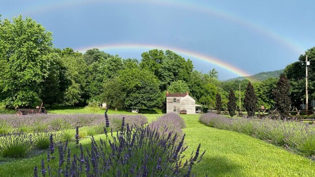 A house surrounded by lush greenery and lavender fields under a clear sky with a rainbow.
