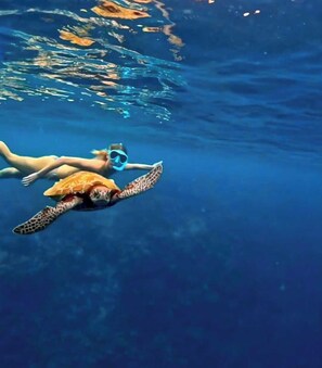 Beach - Byahero's Eskapo Hostel (Moalboal)