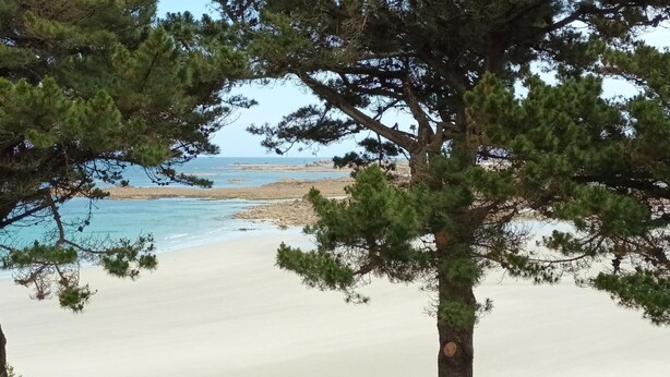 Une plage avec un arbre au premier plan et une vue dégagée sur la mer et le rivage rocheux en arrière-plan.