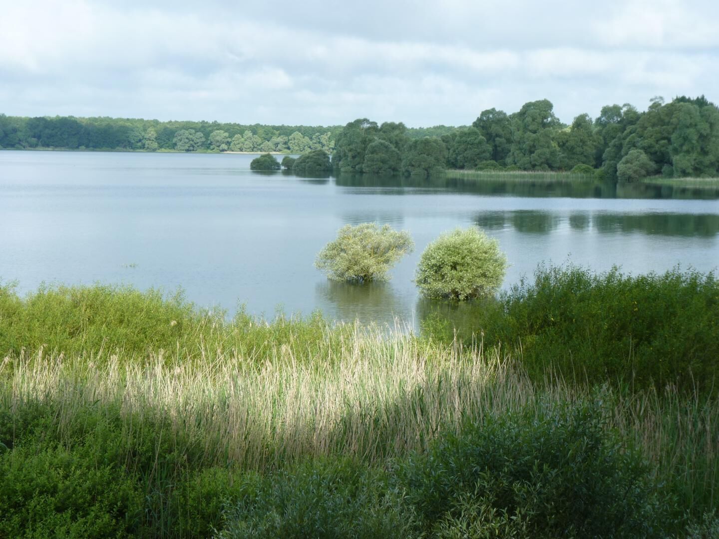 A calm lake with dense trees in the background and two small bushes in the foreground.