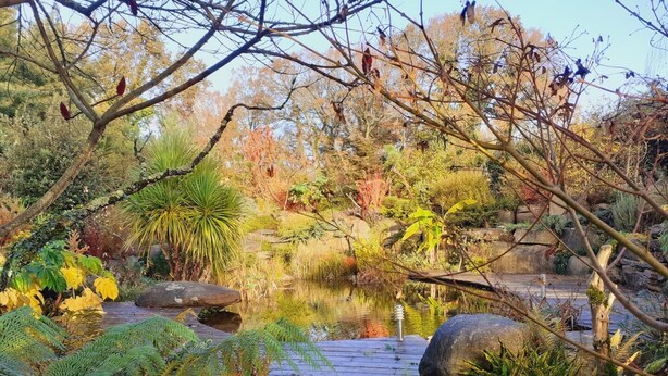 Un jardín tranquilo con un estanque, un puente de madera y diversas plantas.