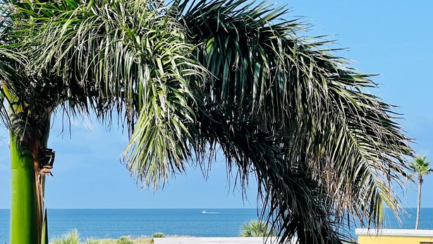 Vista de una playa con un edificio, palmeras y el océano.