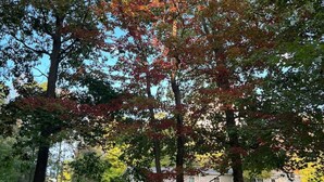 A residential area with a house, a lawn, and trees with autumn foliage.