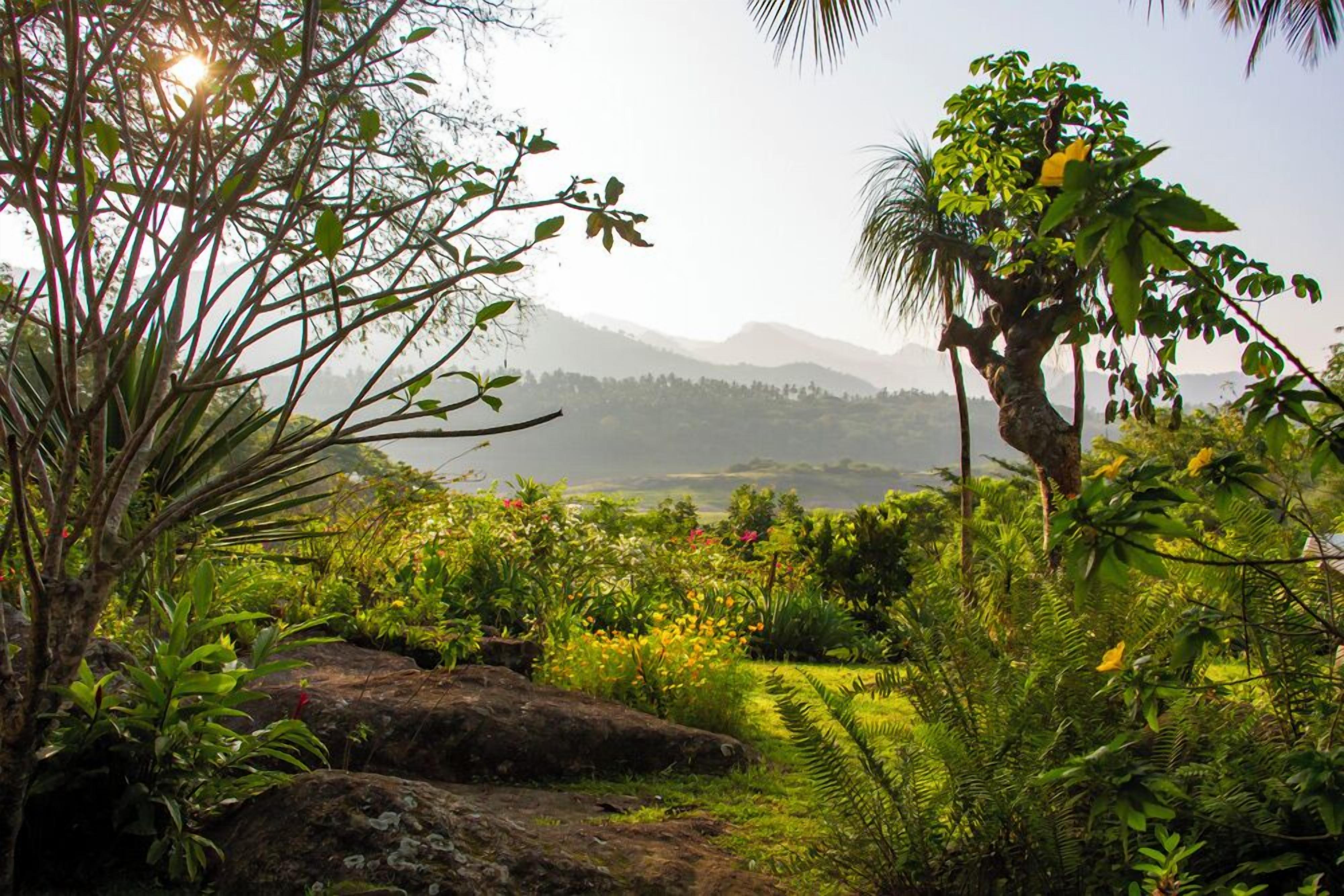 A lush garden with a variety of plants and trees, a large rock, and a view of distant mountains.
