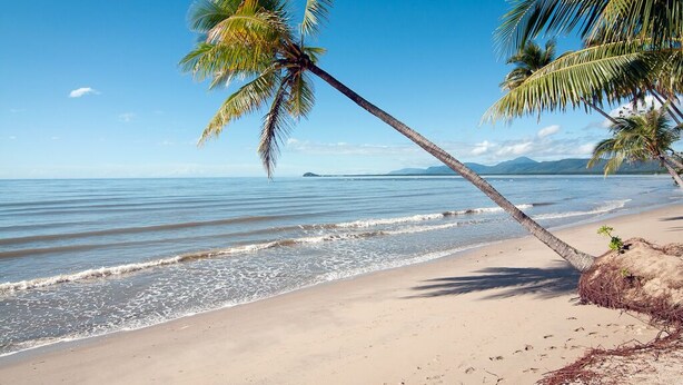 A beach with a palm tree leaning over the sand, a clear blue sky, and calm ocean waves.