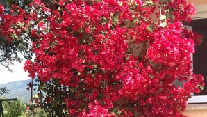 Un jardin aux fleurs rouge vif et au feuillage verdoyant.