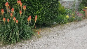 Un sentiero sterrato fiancheggiato da diverse piante e un muro in pietra.