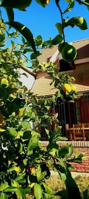 Garden - Casa Bravo (Mendoza)