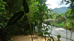 Un río con orilla arenosa y vegetación densa.