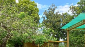 En trädgård med en pergola av trä, en gunga gjord av ett gammalt däck och ett litet förråd.