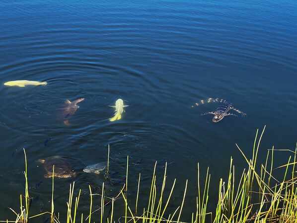 A calm lake with various fish swimming, surrounded by tall grass.