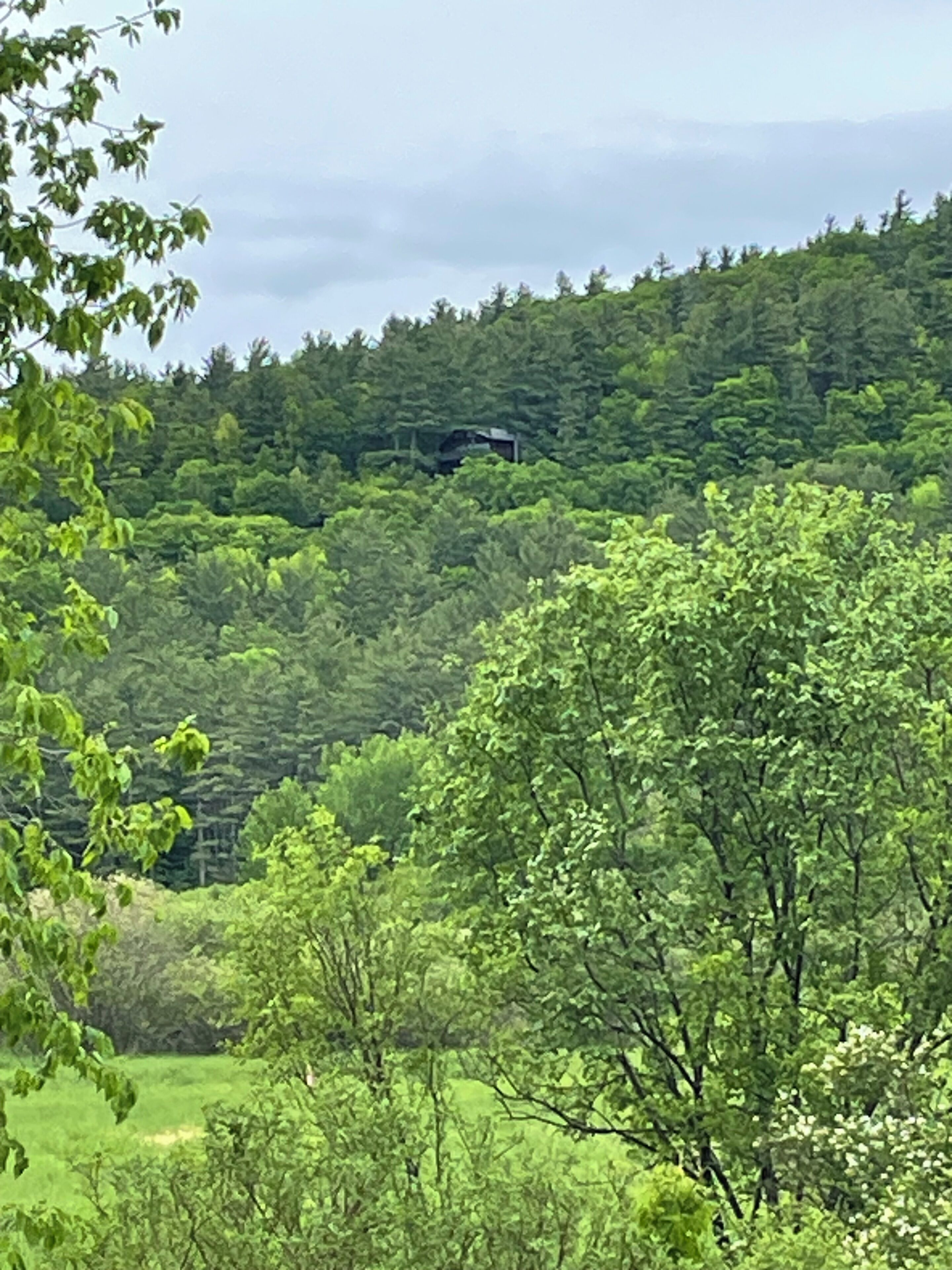Un paysage verdoyant et luxuriant, avec une végétation dense et une colline en arrière-plan.